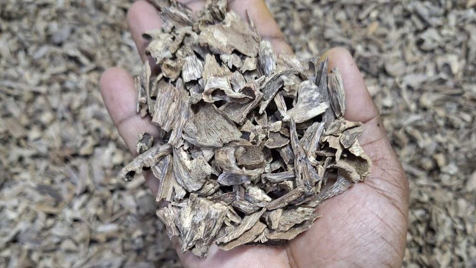 Sylheti Agarwood Oud (Muri) Natural